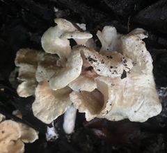 Trechispora thelephora