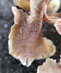 Trechispora thelephora