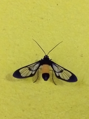 Cosmosoma stibosticta