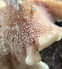 Trechispora thelephora