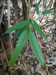 Willughbeia