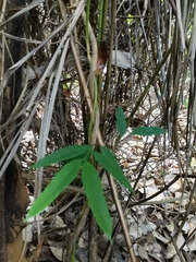 Willughbeia