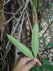 Willughbeia