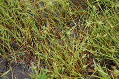 Cyperus brevifolioides
