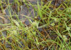 Cyperus brevifolioides