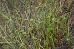 Cyperus brevifolioides
