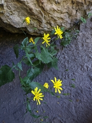 Lapsana communis intermedia