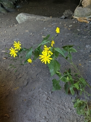 Lapsana communis intermedia