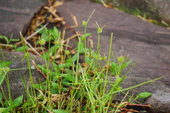 Cyperus brevifolioides