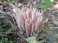 Alloclavaria