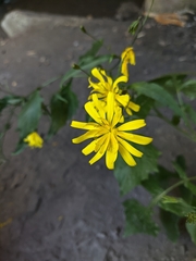 Lapsana communis intermedia