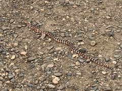 Lampropeltis pyromelana