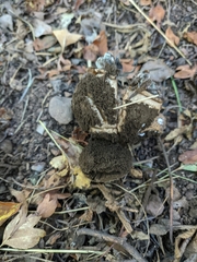 Geastrum pectinatum