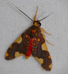 Trichromia metachryseis