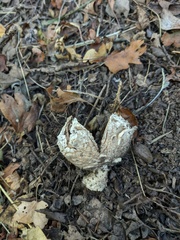 Geastrum pectinatum