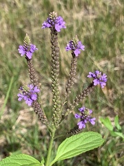 Verbena hastata