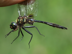 Somatochlora walshii