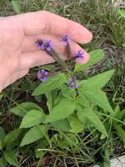Verbena hastata