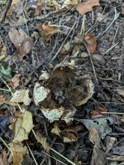 Geastrum pectinatum