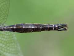 Somatochlora walshii