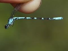 Coenagrion interrogatum