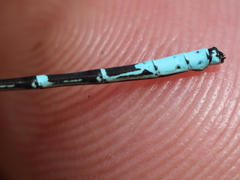 Coenagrion interrogatum