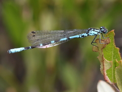 Coenagrion interrogatum
