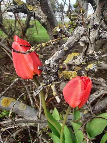 tulipán Gesnerov (Tulipa gesneriana)