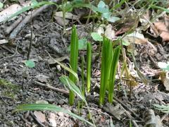 Gagea lutea