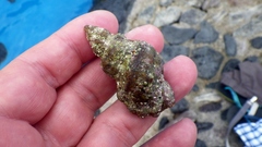 Talisman scrobilator