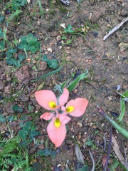 Moraea papilionacea papilionacea