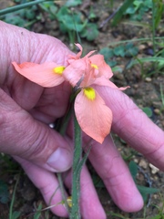 Moraea papilionacea papilionacea