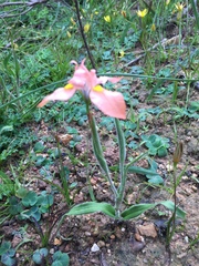 Moraea papilionacea papilionacea