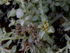 Helichrysum pentzioides