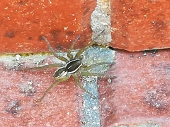 Diapontia uruguayensis