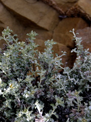 Helichrysum pentzioides