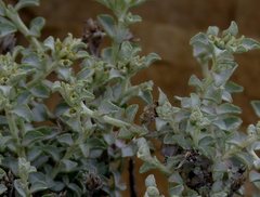 Helichrysum pentzioides