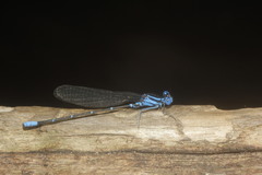 Argia gaumeri