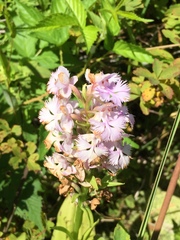 Platanthera grandiflora
