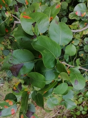 Pyrus communis pyraster
