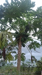 Carica papaya