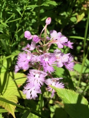 Platanthera grandiflora