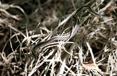 Thamnophis sirtalis annectens