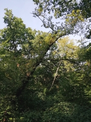 Pyrus communis pyraster
