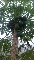 Carica papaya