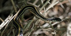 Thamnophis sirtalis annectens