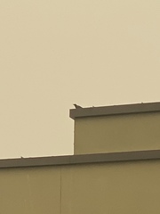 Corvus brachyrhynchos