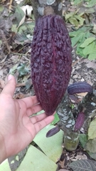 Theobroma cacao