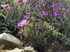Lampranthus haworthii