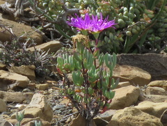 Lampranthus haworthii